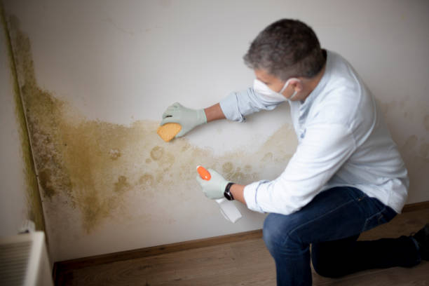 Best Mold Removal for HVAC Installations  in Shandon, CA
