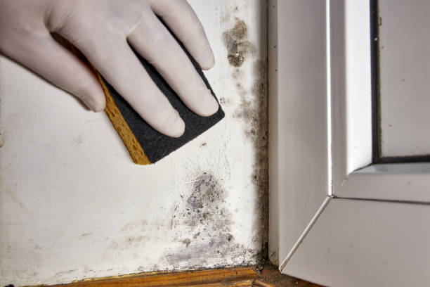 Best Air Quality Testing for Mold Spores  in Shandon, CA